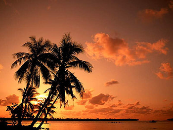 Sunset, palms, river, clouds, sky, nature HD wallpaper
