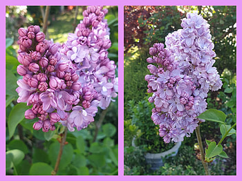 FLOWER COLLAGE, FLOWER, NATURE, COLLAGE HD wallpaper