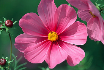 Flower, pink, beautiful, yellow HD wallpaper