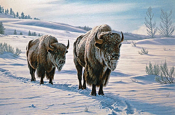 frosty morning, winter, frosty, bison, animals HD wallpaper