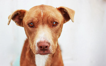 Animals, Dog, Muzzle, Eyes, Sadness, Puppy, Sorrow HD wallpaper