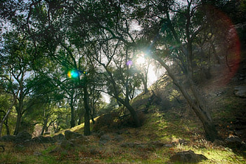 Sun Flare in Trees, Sun, Nature, Forests, Trees HD wallpaper