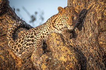 Leopard, leopard, African leopard, Animal HD wallpaper