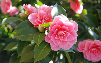 Plants, Flowers HD wallpaper