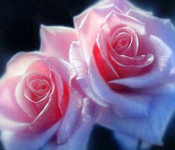✿⊱•╮Pink Pair╭•⊰✿, love four seasons, pink, roses, nature, flowers, pink pair, lovely still life HD wallpaper