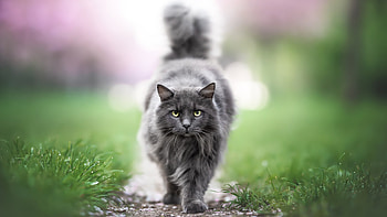 Light Yellow Eyes Ash Ragdoll Cat Is Walking On Path In Blur Background Cat HD wallpaper