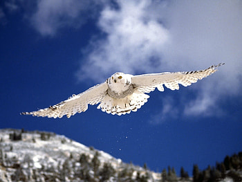 Animals, Birds, Owl HD wallpaper