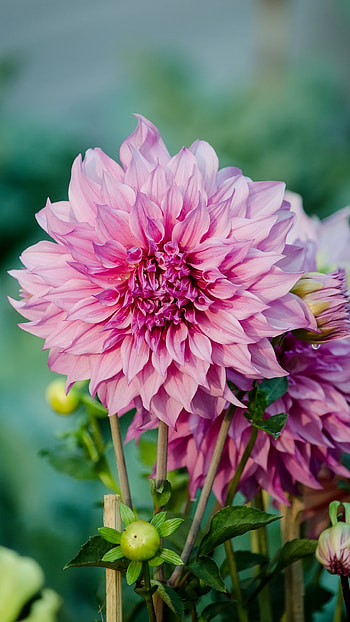 Dahlia, Dark Pink Flower HD phone wallpaper