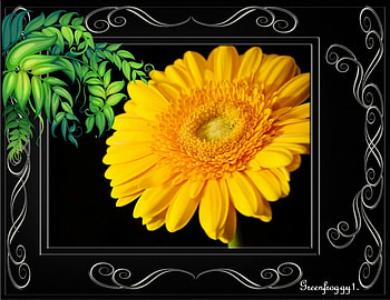 YELLOW GERBERA, FLOWER, PRETTY, YELLOW, GERBERA HD wallpaper