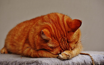Animals, Cat, To Lie Down, Lie, Striped HD wallpaper