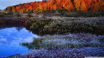 autumn frost, frost, bushes, flowers, mountains, pond HD wallpaper