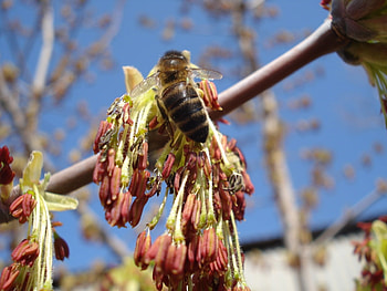 Insects, Bees HD wallpaper