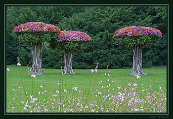 Flowers on Top, beautiful, flowers, on top HD wallpaper