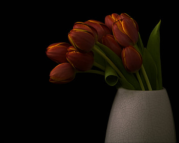 tulips vase, red tulips, still life, black background, vase, beautiful HD wallpaper