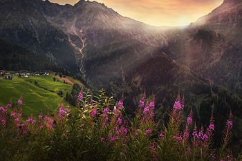 Golden Sunlights, nature, amazing, flower, mountain HD wallpaper