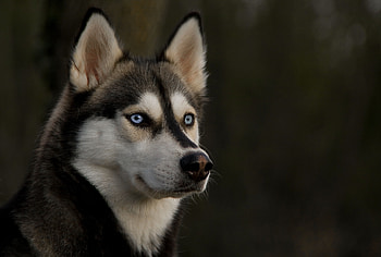 Animals, Dog, Muzzle, Sight, Opinion, Husky, Haska HD wallpaper