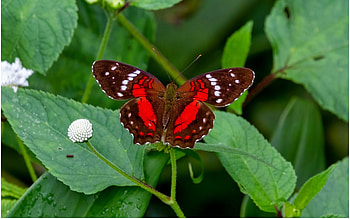 Metalmark Butterfly, leaves, butterfly, red, insect HD wallpaper