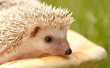 Albino, Hedgehogs HD wallpaper