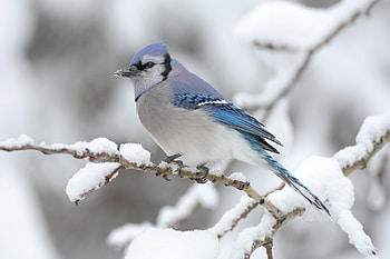 A Blue Jay (Cyanocitta cristata) in Algonquin Provincial Park in Canada, bird, Animal, blue jay HD wallpaper
