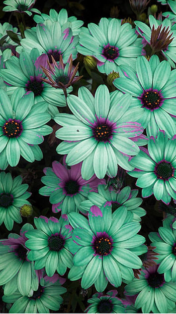 Flower, Green Floral HD phone wallpaper