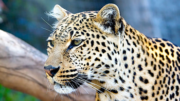 Animals, Leopard, Muzzle, Predator, Big Cat, Color HD wallpaper