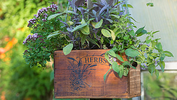 Herb garden ideas, Outdoor and indoor options, Green paradise, Gardening inspiration HD wallpaper