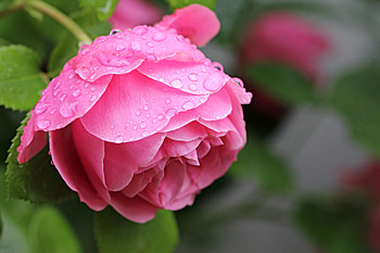 Rose, bloom, drops, close up HD wallpaper
