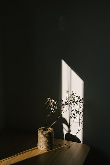 A delicate floral stem casting a shadow on a minimalist tabletop in natural light. HD phone wallpaper
