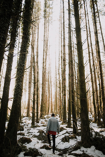 Nature, Trees, Snow, Forest, Human, Person, Loneliness HD phone wallpaper
