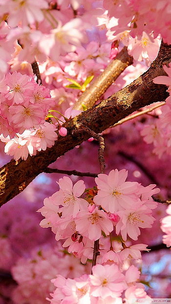Flower, Pink, Blossom HD phone wallpaper