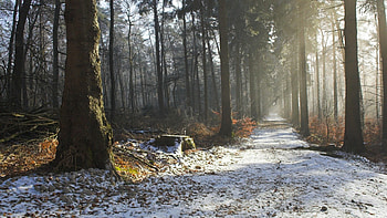 Morning Walk down the Winter Road...., winter, morning, snow, trees, autumn, road HD wallpaper