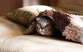 Animals, Cat, Muzzle, Surprise, Astonishment, Peek Out, Look Out HD wallpaper