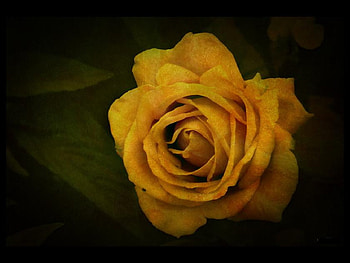 Vintage rose, delecate, plants, buds, soft, beautiful, nice, rose, pretty, petals, blossoms, bud, nature, flowers, blooms, lovely, vintage HD wallpaper