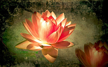Plants, Flowers, Lilies HD wallpaper