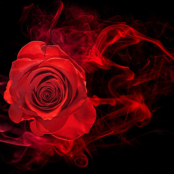 Rose, red, Love HD phone wallpaper