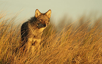 Coyote, Majestic creature, Mesmerizing , Beautiful graphy HD wallpaper