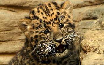 Animals, Cheetah, Cat, Young, Kitty, Kitten, Joey, Small HD wallpaper