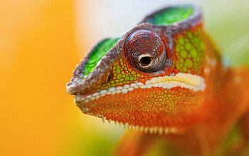 Animals, Muzzle, Spotted, Spotty, Close-Up, Chameleon HD wallpaper