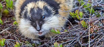 Lemming, Species identifier, Lemming introduction, Animal marvel HD wallpaper