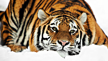 Animals, Tigers HD wallpaper