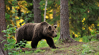 Brown bear, Bears HD wallpaper