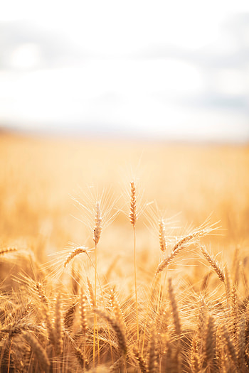 Cones, Wheat, Macro, Field, Dry, Spikelets, Harvest HD phone wallpaper