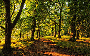 Beautiful Forest, green, beautiful, nature, sun, forest, tree HD wallpaper