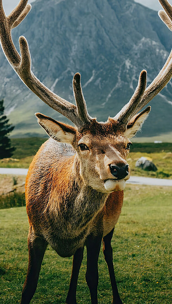 Reindeer in the forest, Tranquil beauty, Majestic grace, Enchanting realm HD phone wallpaper