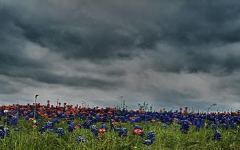 Flowers, Sky, Clouds, Greens, Field, Overcast, Mainly Cloudy, Meadow HD wallpaper