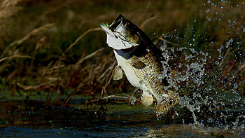 Bass , Most Popular HD wallpaper