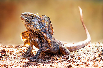Frilled-neck lizard, Unique reptilian feature, Stunning , High-quality HD wallpaper