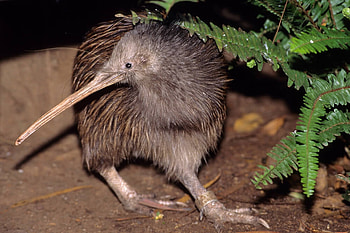 Animals , Kiwi Bird HD wallpaper