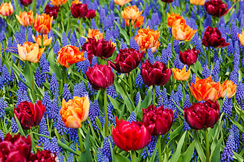 TULIPS, PETALS, LEAVES, COLORS, STEMS HD wallpaper