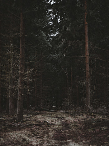 Nature, Trees, Dark, Forest, Path HD phone wallpaper